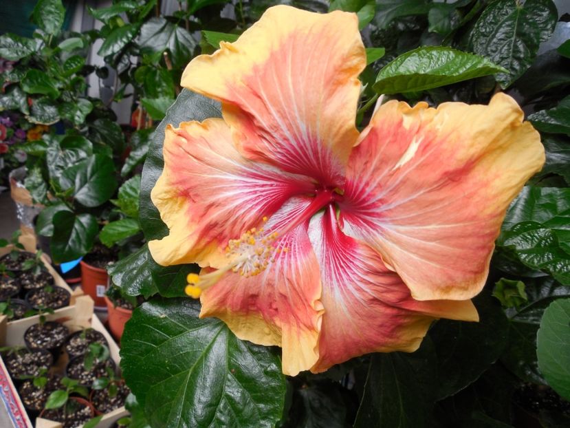  - Tahitian Arcturus Queen