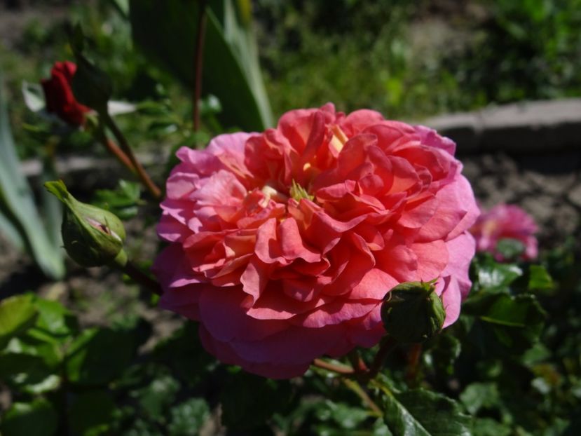  - Christopher Marlowe