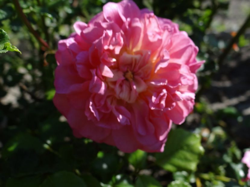  - Christopher Marlowe