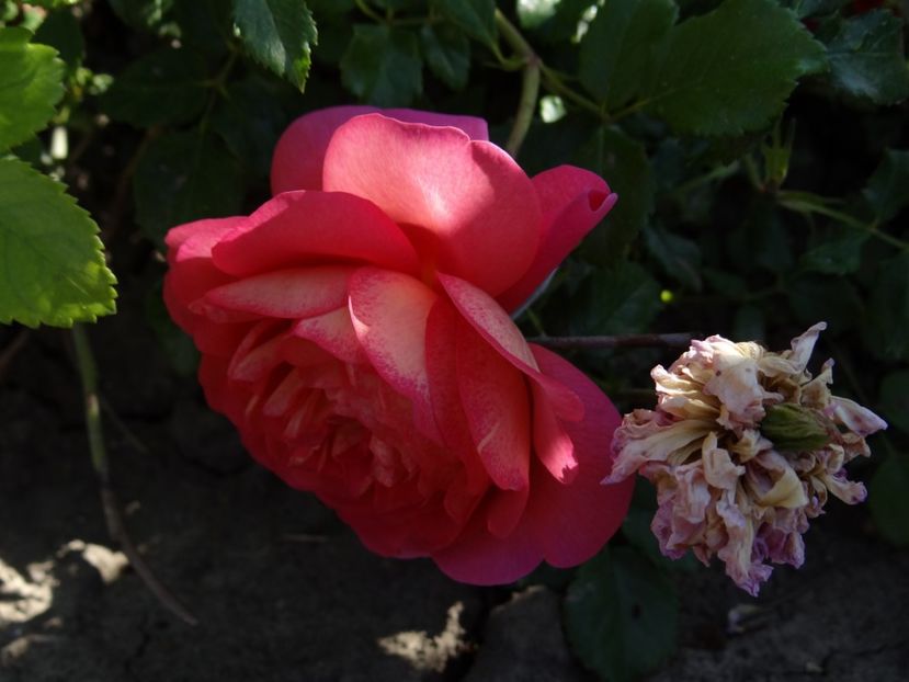  - Christopher Marlowe