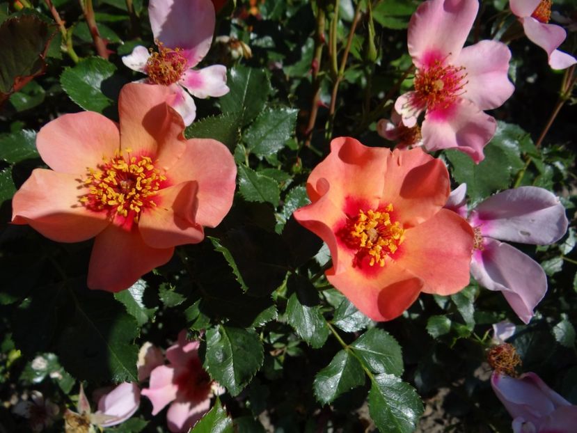  - For Your Eyes Only