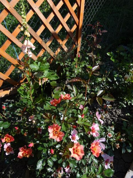 For Your Eyes Only - For Your Eyes Only