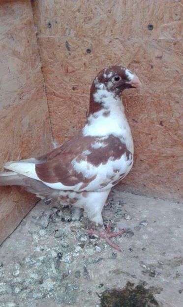 Regele 2017 - Tineret AGH 2017