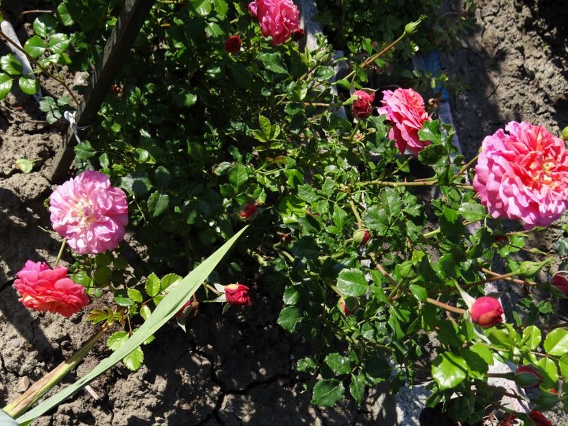  - Christopher Marlowe