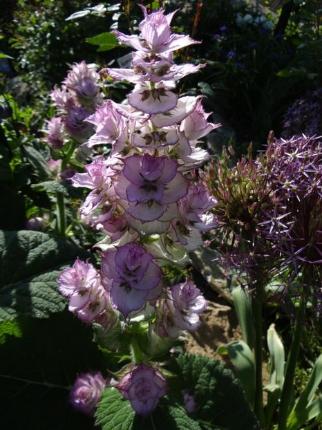 salvia sclarea - Si vara se facu