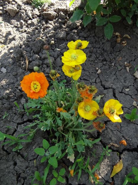 papaver naudicale - Si vara se facu