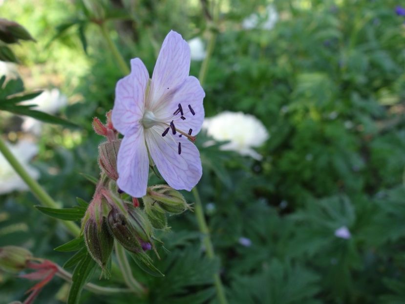 Geranium... - Si vara se facu