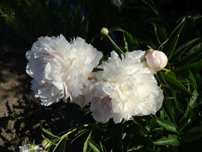 este aproape alb... - Bujori