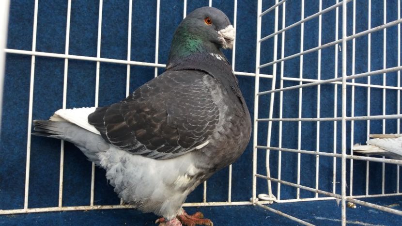 MASC 2013 rezervat - DE VINZARE LOT