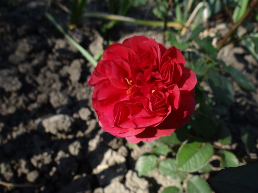 Laduree - Cel mai asteptat moment - Primul boboc si prima floare