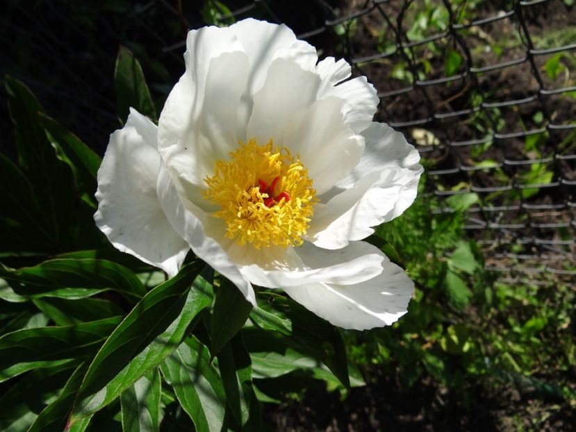 si Rocka Rocks ...pfaaa - Bujori