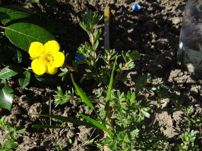 si potentilla - Si vara se facu