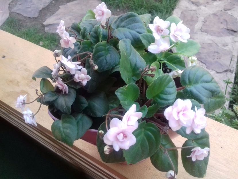 Un vis implinit - violete