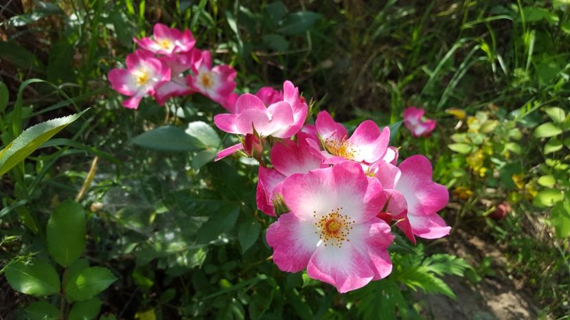 20170603_094549(0) - Louis Lens  -Bukavu rose