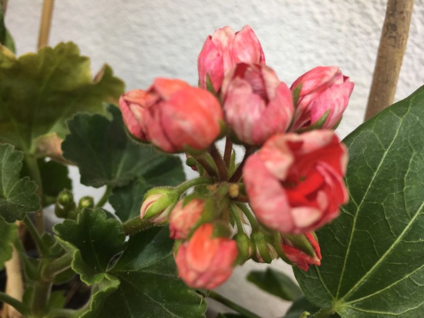 Viktoria Andrea - Muscate colectie