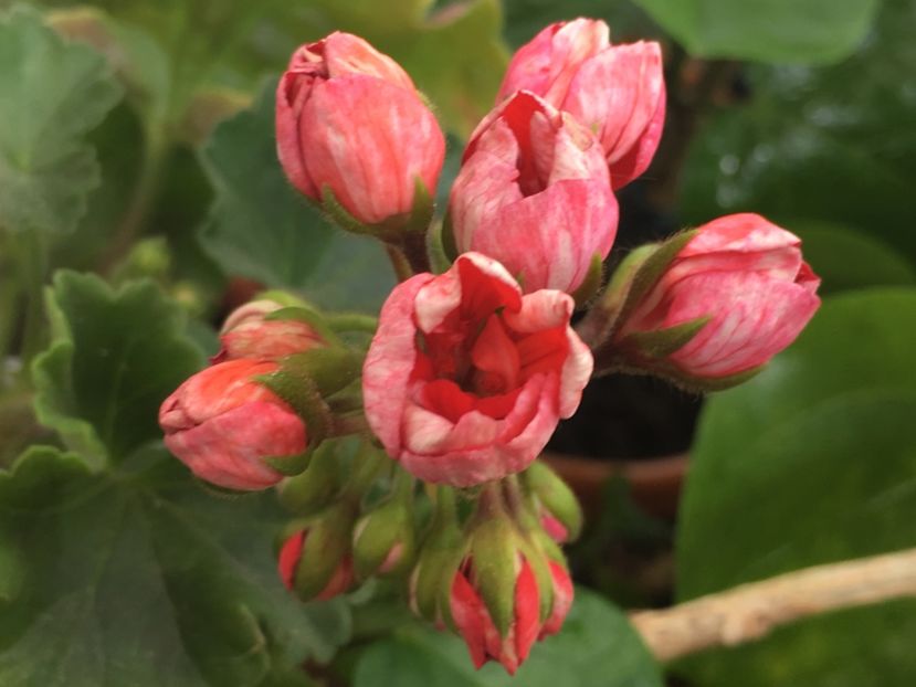 Viktoria Andrea - Muscate colectie