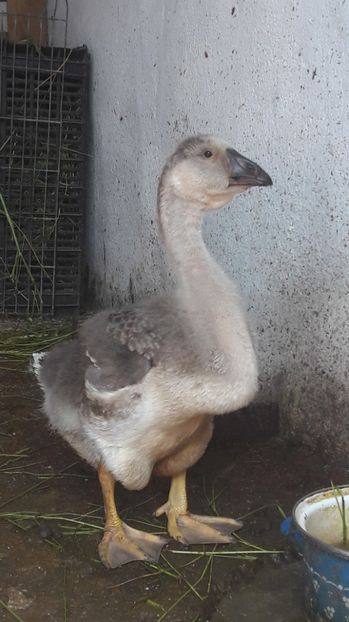 20170604_131928(0) - 3 Boboci de gasca Africana 2017