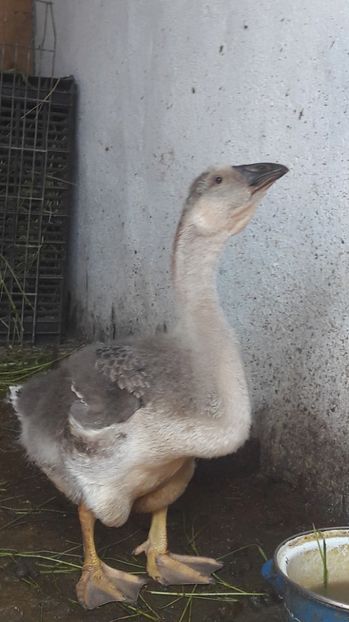  - 3 Boboci de gasca Africana 2017