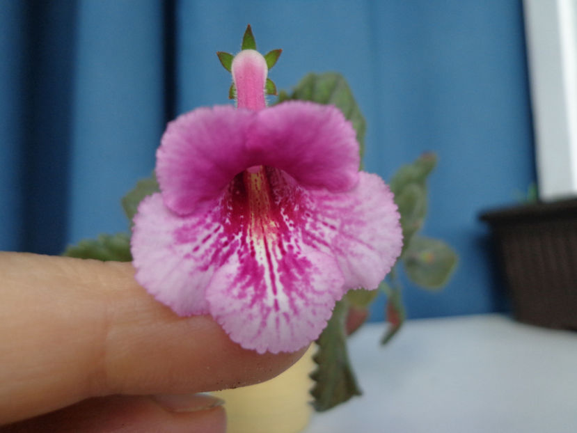 Sinningia 'Los Angeles' - Mini Sinningia 2016