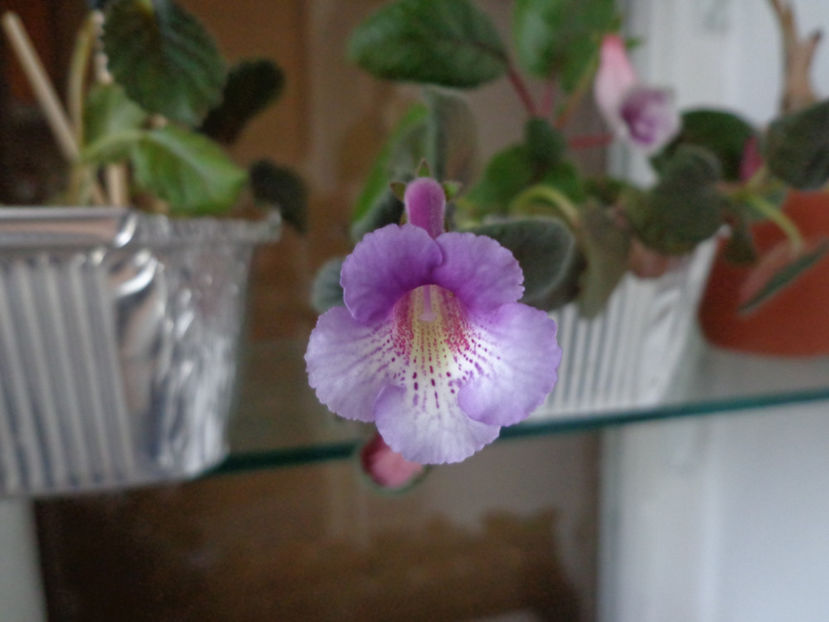 Sinningia Mark Twain - Mini Sinningia 2016