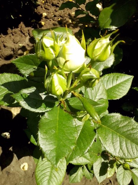  - 0 TRANDAFIRI DIMOV 2017