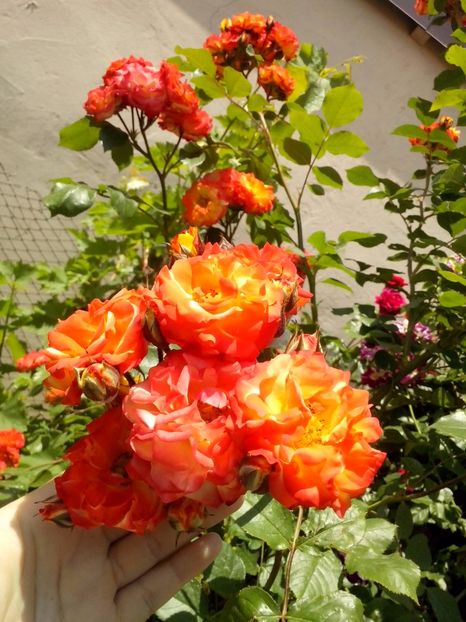  - 0 TRANDAFIRI DIMOV 2017