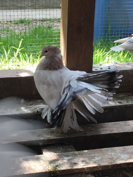  - VOLTATI INDIENI TINERET 2017