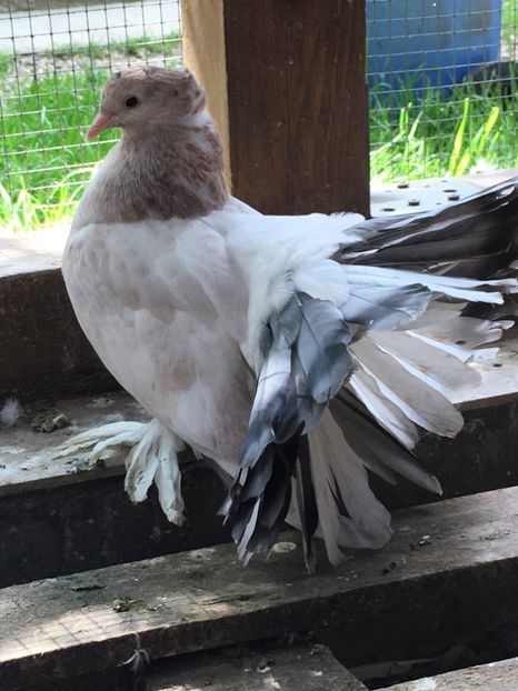  - VOLTATI INDIENI TINERET 2017