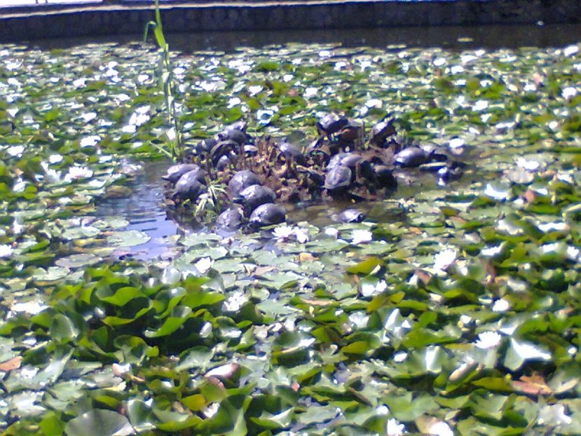 Fotografie2724 - 2017 CONCEDIU FELIX 28V-9VI HOTEL PADIS