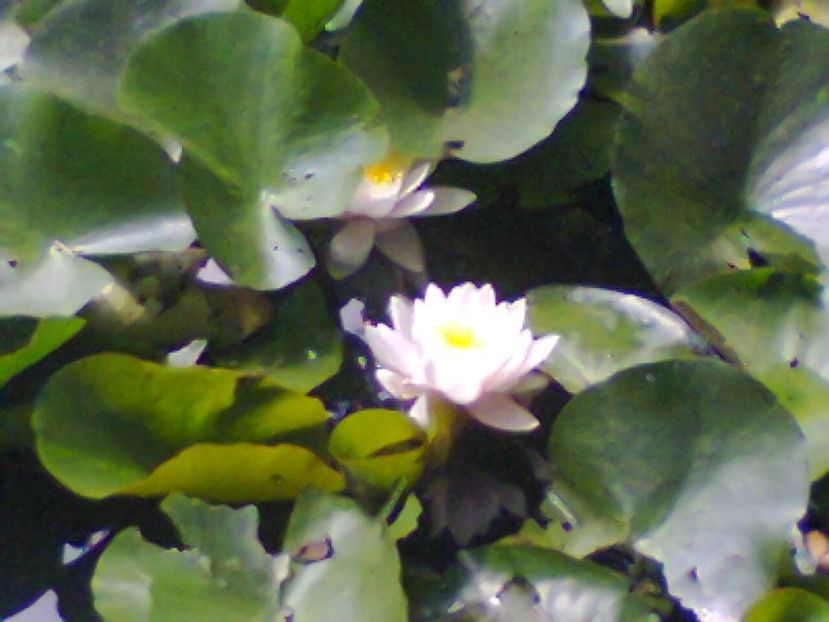 Fotografie2728 - 2017 CONCEDIU FELIX 28V-9VI HOTEL PADIS