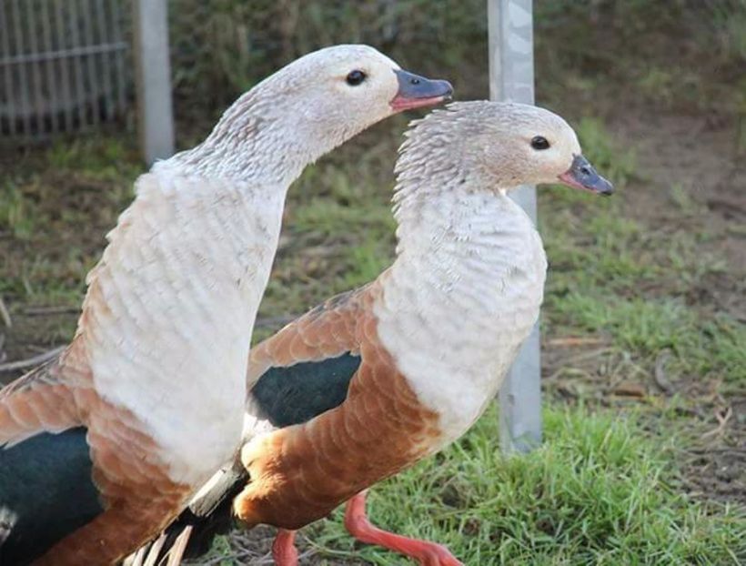 Orinocco - VAND 2019 tel0766362976