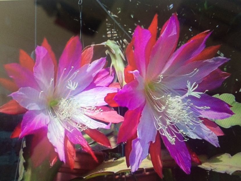 Epiphyllum  Wild Thing - 1 Dorinte 2025