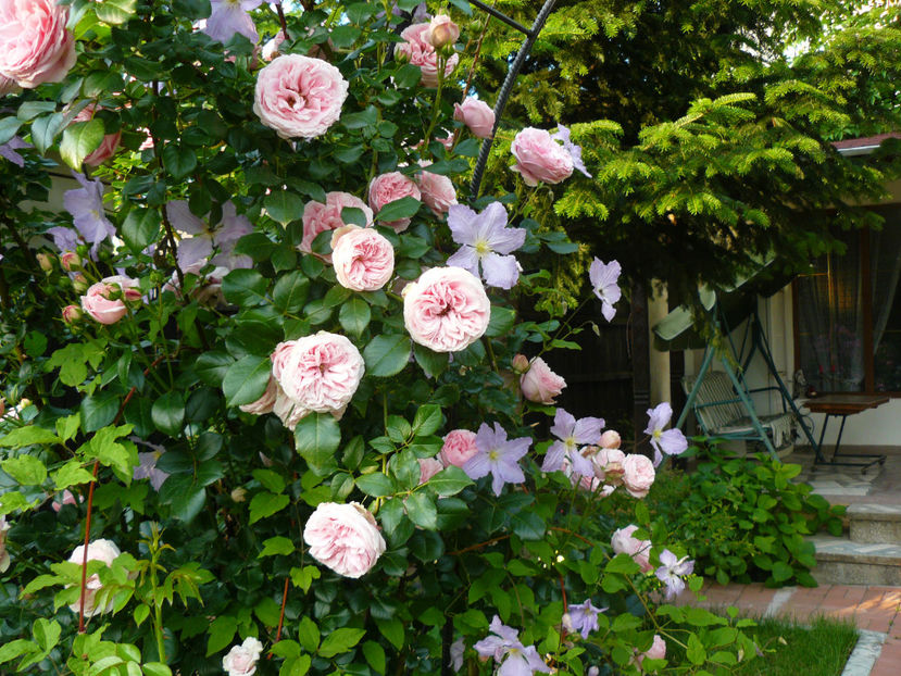 Giardina si Blue Light - 2017 Trandafiri iunie