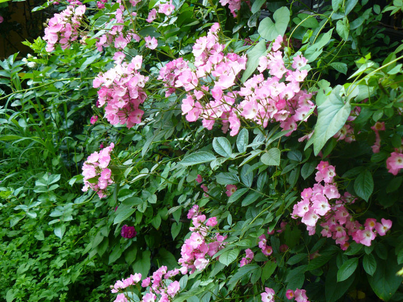 Cumparat ca Balerina - 2017 Trandafiri iunie