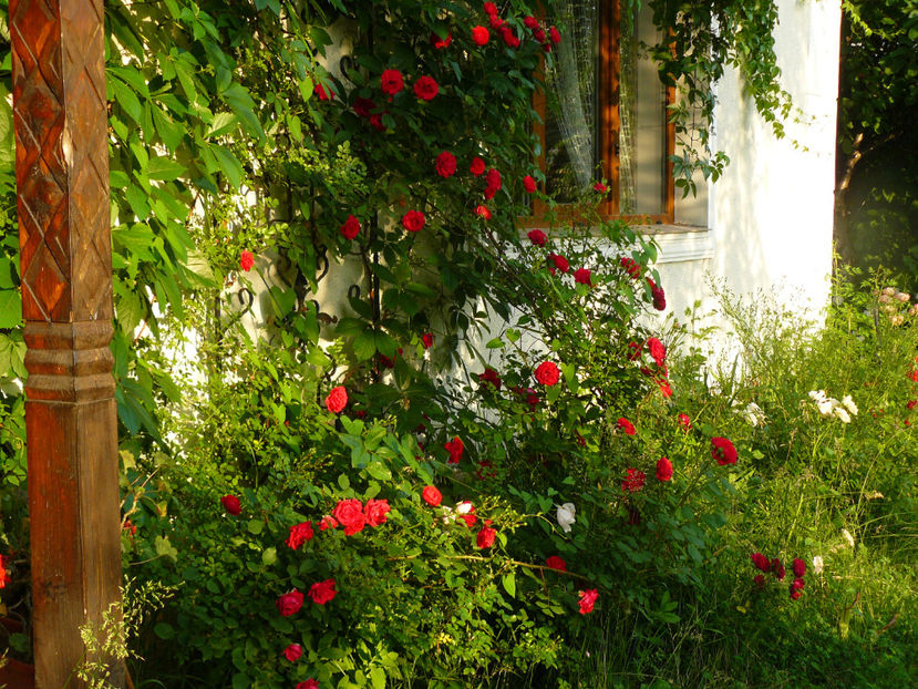 Blaze - 2017 Trandafiri iunie