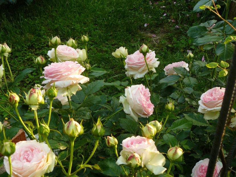 Eden Rose la mine degera in fiecare iarna... - 2017 Trandafiri iunie