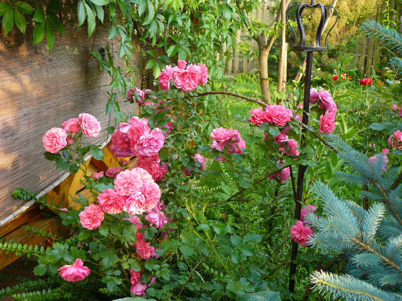 Rozarium Ueterson si el sufera iarna... - 2017 Trandafiri iunie