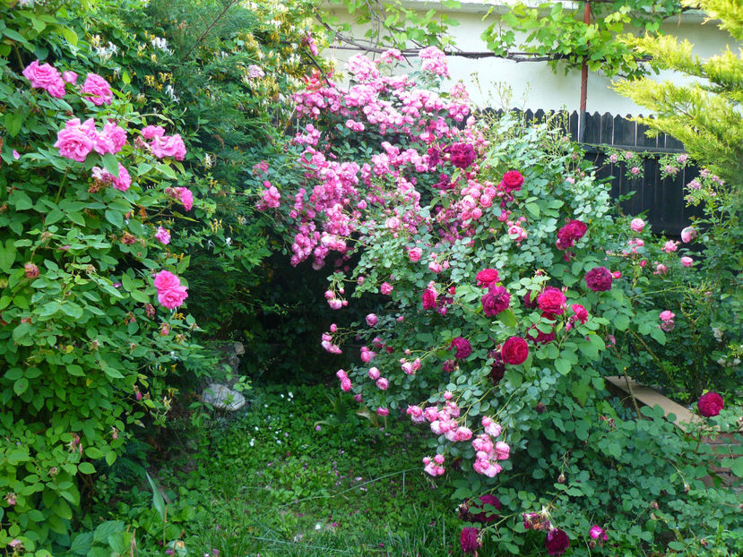 Zephrine, Angela si Munstead Wood, Pomponella - 2017 Trandafiri iunie