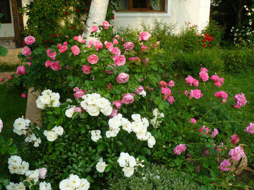 Diamant, Leonardo si Cristophore Marlowe - 2017 Trandafiri iunie