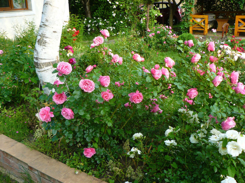 Leonardo si Diamant - 2017 Trandafiri iunie