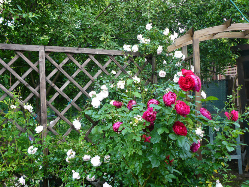 New Dawn si Ascot - 2017 Trandafiri iunie