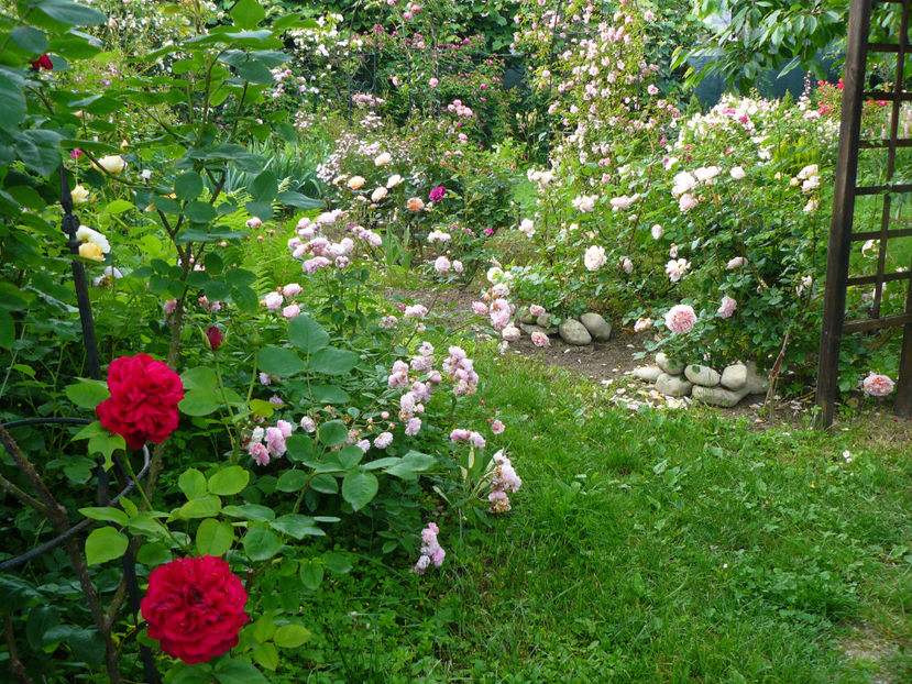 L.D Braitwhite si Cornelia - 2017 Trandafiri iunie