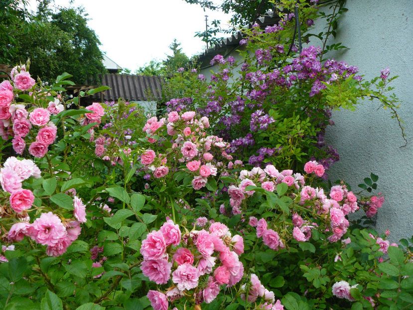 Pink Grootendorst, - 2017 Trandafiri iunie