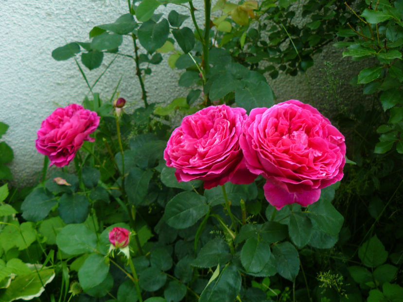 Othello - 2017 Trandafiri iunie