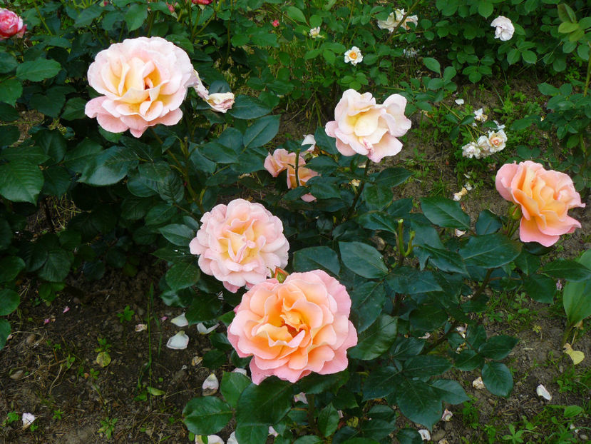 Rose Mary Harkness - 2017 Trandafiri iunie