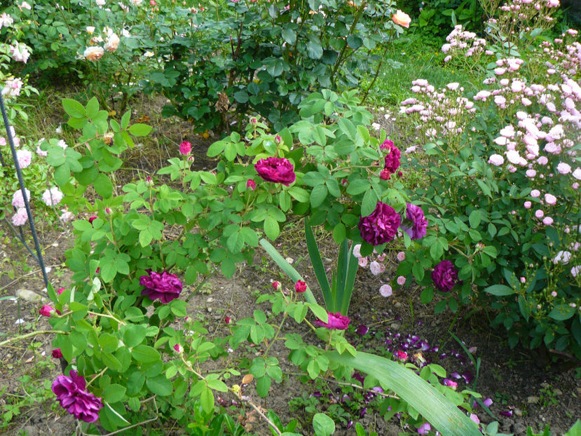 Tuscany Superb si Heavenly Pink - 2017 Trandafiri iunie