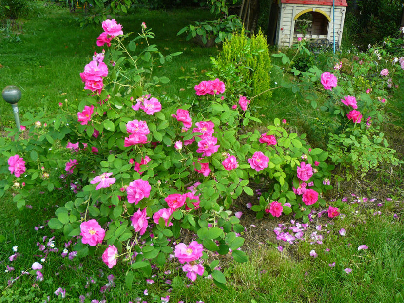 Galica Oficinalis - 2017 Trandafiri iunie