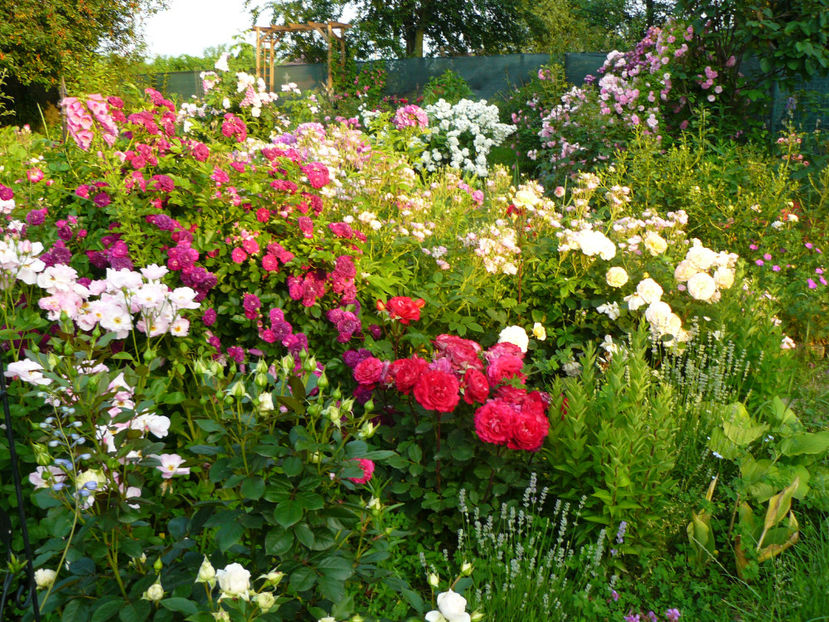 Escapade , Dr Massad, Blue Magenta - 2017 Trandafiri iunie