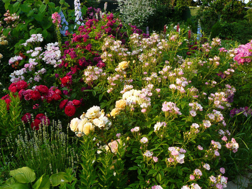 Escapade,Dr Massad,Rose de Gerberoy,Apple Blossom - 2017 Trandafiri iunie