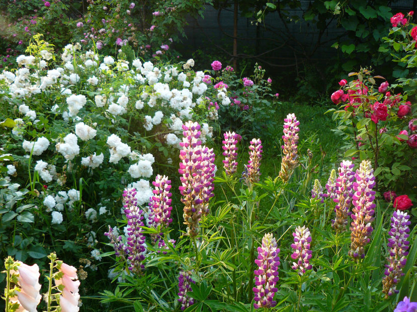 Mme Plantiere - 2017 Trandafiri iunie